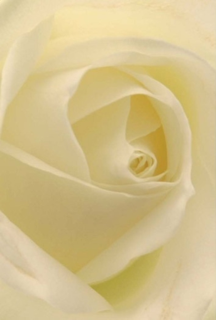 Viewed up close through the eyes of a florist, this timeless white rose embodies serenity and refined grace-its layered petals blending seamlessly from creamy white at the heart to whisper-thin translucent edges. The light seems to illuminate each fold from within, accentuating the flower's natural luminosity and bringing to mind the subtle tranquility of Osidge Park at dawn. Every layer is sculpted to perfection, revealing faint hints of blush and crossed by tiny, intricate veins. Handcrafted by Flowers Osidge, this rose is an ideal adornment for occasions of romance, respectful apology, or as a statement piece at a sophisticated local gathering. Its spiraled centre signifies purity, while the interplay of gentle shadow and light gives the arrangement an understated strength. Imagine the clean, drifting fragrance-delicate and serene-filling a quiet space within Osidge. The artistry behind this composition celebrates both the enduring elegance of the rose and the careful attention to detail honed by Osidge's florists, transforming it into a gift that speaks for any occasion where emotion runs deep and memories are cherished.